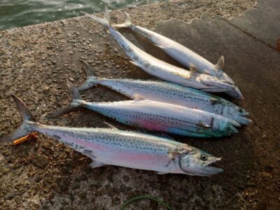 <p>沖の北　ショアジギでサゴシ！</p>