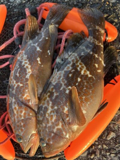 <p>福山様　沖の北　エビ撒き釣りで良型アコウ！</p>