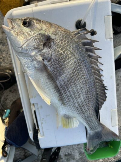 <p>徳永様　沖の北　エビ撒き釣りでキビレ！</p>