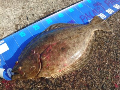 <p>古野様　沖の北外向き　飲ませ釣りでヒラメ68cm！8時半頃にヒット！</p>