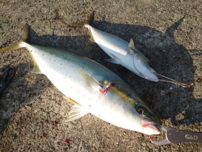 <p>林様　沖の北　ショアジギでサゴシ＆メジロ！</p>