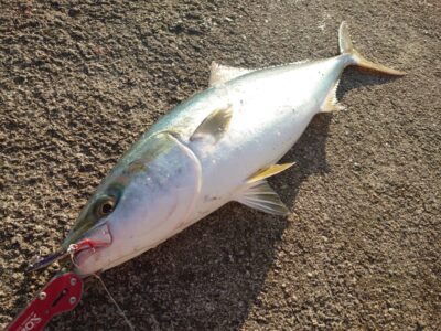 <p>上垣内様　沖の北　ジグパラのフォールでメジロ！</p>