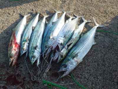 <p>上垣内様　沖の北　ジグパラでサゴシ！今日はフォールでよくあたったそうです♪</p>