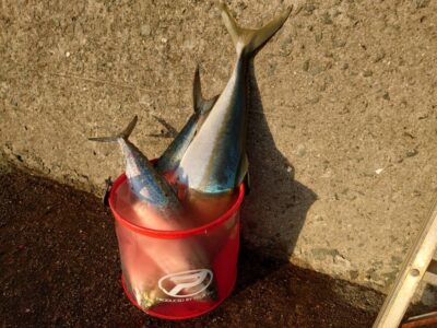 <p>沖の北　ショアジギでサゴシ＆メジロ！今日は飲ませよりルアーの方がメジロ釣れてました♪</p>