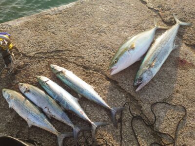 <p>⑨中村様　沖の北　ジャックアイ・マキマキでサゴシ＆サワラ＆メジロ！！！この後ハマチのダブルヒットも♪</p>