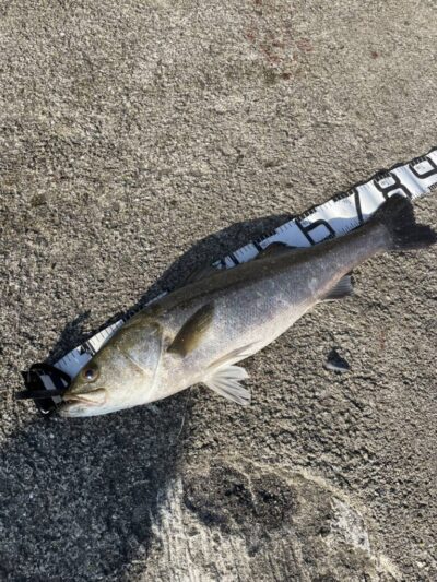 <p>上垣内様　沖の北　飲ませ釣りでスズキ83cm！！！</p>