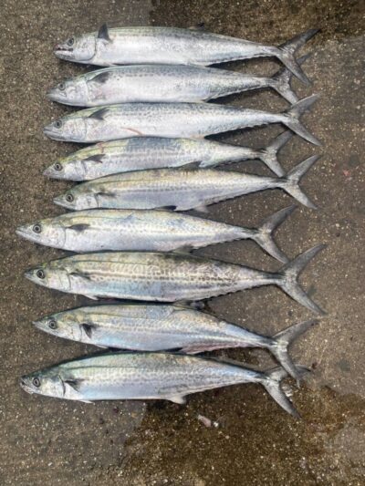 <p>大原様　沖の北　ショアジギでサゴシ！雨で高活性でした♪</p>