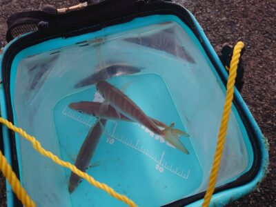 <p>沖の北内向き　足元サビキで小〜中アジ！飲ませ用のアジは現地調達可能です。赤灯でもアジ釣れてました。</p>