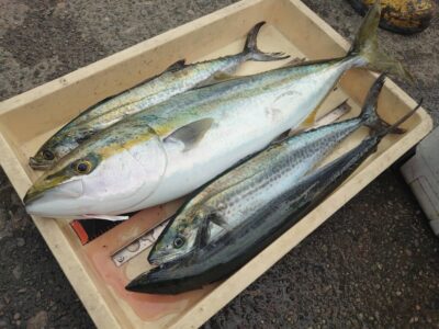 <p>沖の北　ショアジギでサゴシ＆メジロ！</p>