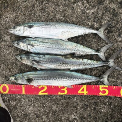 <p>マックススタッフ池田さん　沖の北　アズーロ徹湾メタルバイブでサゴシ！大型のバラしもあったそうです。</p>