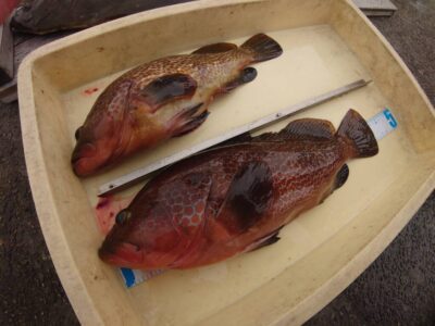 <p>山内🍣様　沖の北内向き　胴突飲ませで45cmまでのアコウ2匹！暗い時間に竿下でヒット！</p>