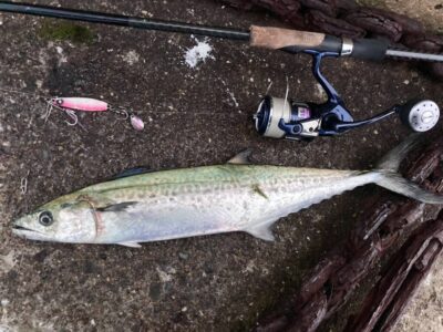 <p>釣れない猫様　沖の北　ジャックアイ・マキマキ岸一ピンクでサゴシ！</p>