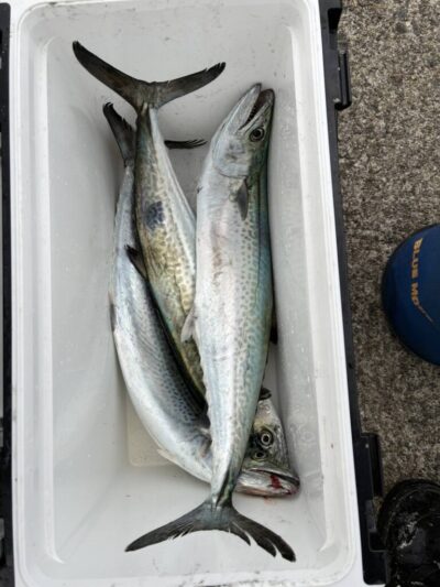 <p>牙族のストーカー様　沖の北　ショアジギでサゴシ！</p>