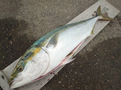 <p>たなか様　沖の北　飲ませ釣りでブリ90cm！！！10時頃にヒット！</p>