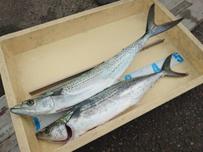 <p>福井様　沖の北　ショアジギでサゴシ！</p>