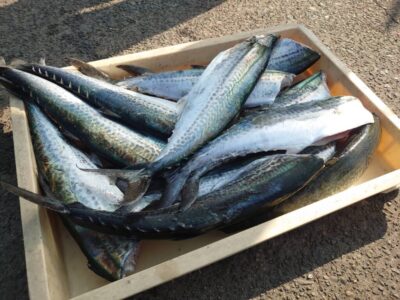 <p>沖の北　ショアジギでサゴシ！</p>