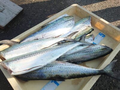 <p>沖の北　ショアジギでサゴシ！</p>