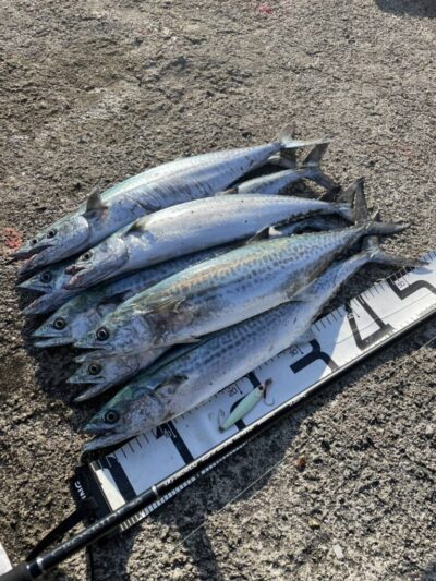 <p>上垣内様　沖の北　メジャクラ・ジグパラでサゴシ！</p>