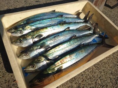 <p>牙族のストーカー様　沖の北　ショアジギでサゴシ！</p>