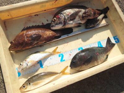 <p>川原様　旧一文字赤灯内向き　エビ撒き釣りでアコウ・チヌ・グレ・アジ！</p>