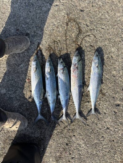 <p>⑨中村様　沖の北　ジャックアイ・マキマキでサゴシ！</p>