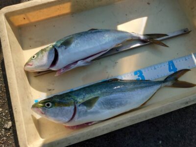 <p>久田様　沖の北　ショアジギでハマチ！サゴシも2つ</p>