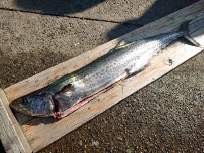 <p>沖の北　ショアジギでサワラ75cm！</p>