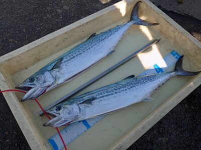 <p>大木様　沖の北　ショアジギでサゴシ！</p>