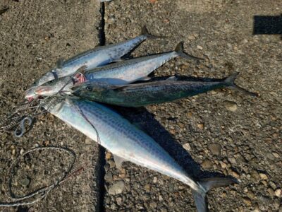 <p>旧一文字赤灯　内向き　ショアジギでサゴシ！！！9時頃にもまだ釣れてました。</p>