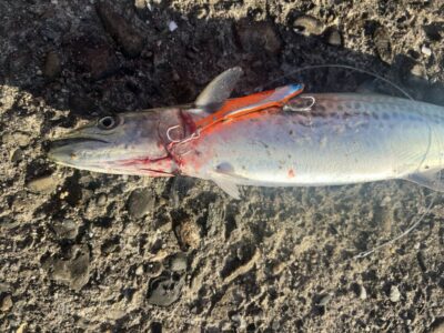 <p>レジェンド山本　旧一文字赤灯内向き　徹湾メタルバイブブレードでサゴシ！</p>