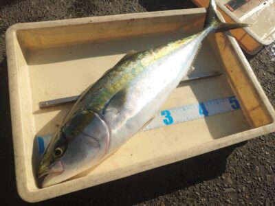 <p>イトウ様　沖の北　ショアジギでメジロ！</p>