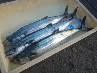 <p>3匹の壁が越えられない小林様　沖の北　ショアジギでサゴシ！</p>