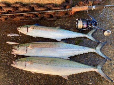 <p>釣れない猫様　沖の北　ジャックアイ・フリフリバイブでサゴシ！マッチザベイト♪</p>