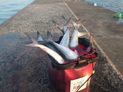 <p>井田君　沖の北　キャラック・トレイルジグでサゴシ大漁！</p>