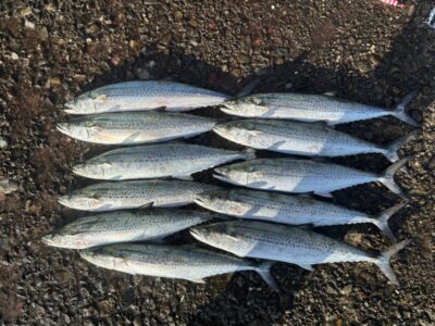 <p>マックス岸和田店　山本店長　旧一文字赤灯　アズーロ・徹湾メタルバイブでサゴシ！</p><p>全て内向きでの釣果です♪</p>