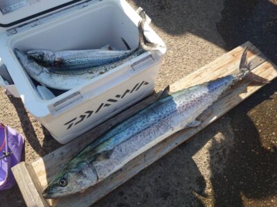 <p>沖の北　ショアジギでサゴシ＆サワラ95cm！！！</p>