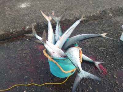 <p>藤岡様　旧一文字赤灯　ショアジギでサゴシ！内向きでの釣果です。</p>