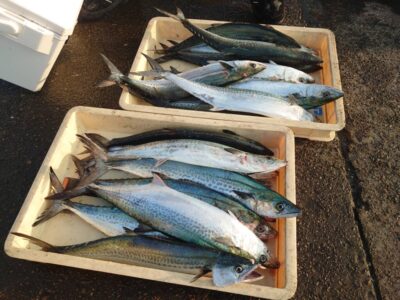 <p>牙族のストーカー様　沖の北　ショアジギでサゴシ！</p>