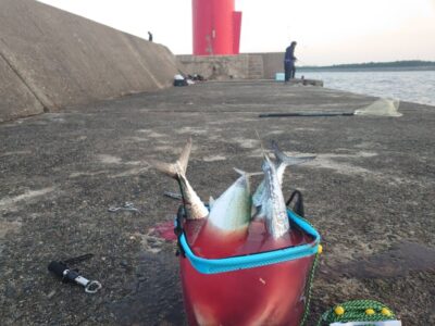 <p>旧一文字赤灯　ジャックアイ・マキマキでサゴシ！内向きでの釣果です。</p>