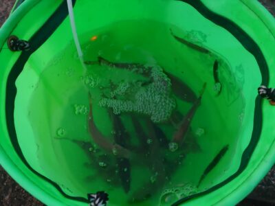 <p>沖の北内向き　足元サビキでアジ！まだ現地調達可能です。</p>