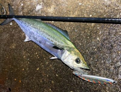 <p>沖の北　パームス・アークバイブでサゴシ！</p>