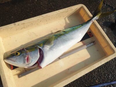 <p>井上様　沖の北　ショアジギでメジロ！</p>