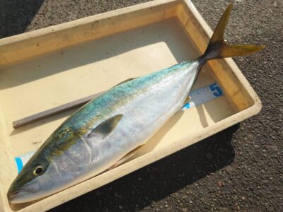 <p>沖の北　飲ませ釣りでメジロ！</p>