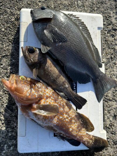 <p>福山様　沖の北外向き　エビ撒き釣りで良型アコウ・グレ・メバル！</p>