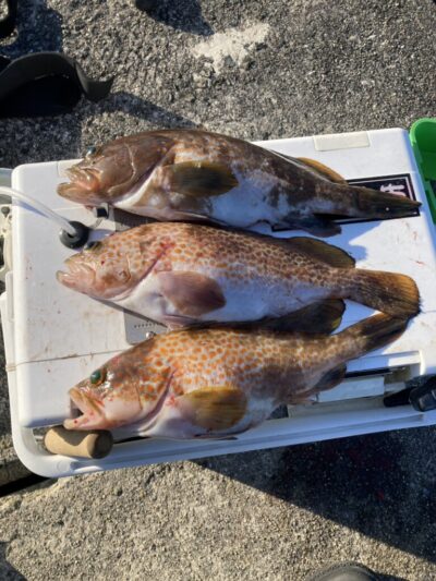 <p>徳永様　沖の北外向き　エビ撒き釣りで良型アコウ！</p>