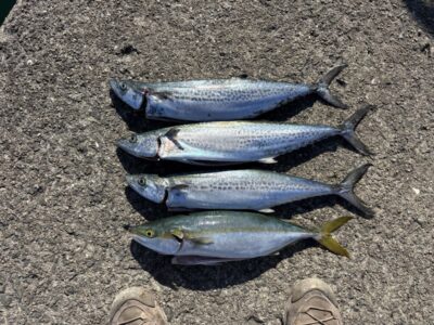 <p>⑨中村様　沖の北　ショアジギでサゴシ＆ハマチ！</p>