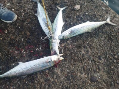 <p>旧一文字赤灯　ショアジギでサゴシ！内外両方で釣れてました♪</p>