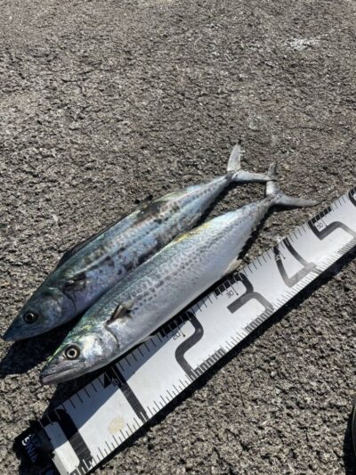 <p>上垣内様　沖の北　メジャクラ・ジグパラでサゴシ！今日は渋かったようです。</p>