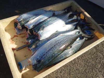 <p>マスカッツ様　旧一文字赤灯内向き　ショアジギでサゴシ！今日は赤灯のほうがよく釣れてました。明日はどうなるか…。</p>