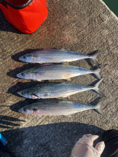 <p>大原様　沖の北　ショアジギでサゴシ！</p>